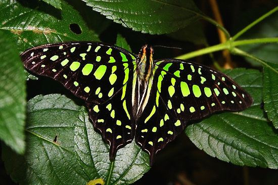 Graphium agamemnon Open Wings Tailed Jay Graphium agamemnonquot Posters by Lepidoptera
