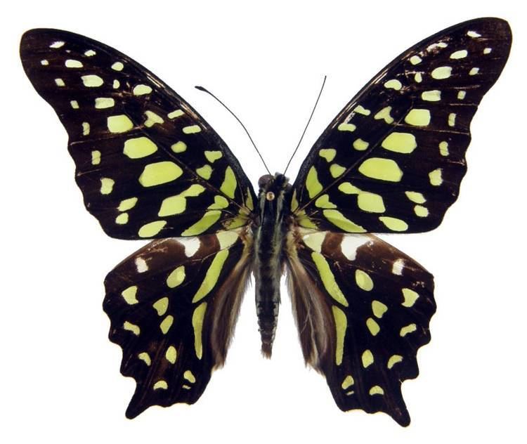Graphium agamemnon ButterflyCornernet Graphium agamemnon Tailed Jay Greenspotted
