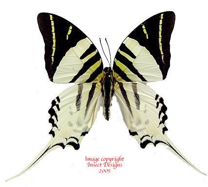 Graphium androcles Insect Designs Butterflies and Moths Papilionidae Graphium