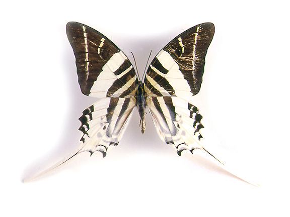 Graphium androcles godofinsectscom Giant Swordtail Butterfly Graphium androcles