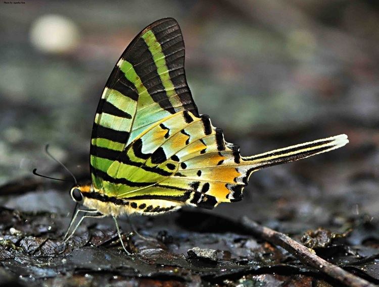 Graphium antiphates Butterflies ltbrgt Papilionidae Swallowtails ltbrgt Subfamily