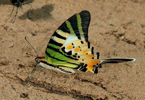 Graphium antiphates Butterflies of Malaysia Pathysa antiphates