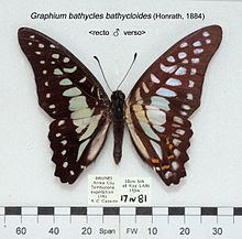 Graphium bathycles httpsuploadwikimediaorgwikipediacommonsthu