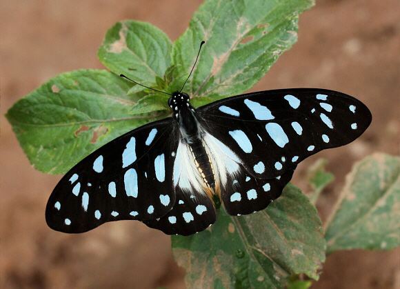 MB26 A+/A Graphium endocusr Swallowtail Papilio 