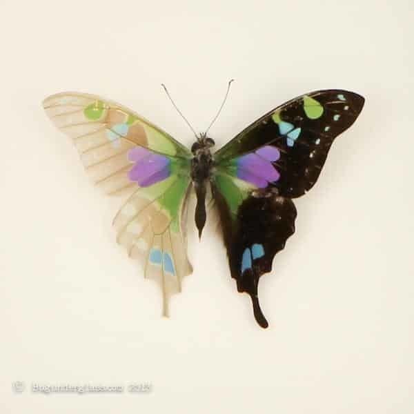 Graphium (butterfly) butterfly skeleton Graphium weiskei