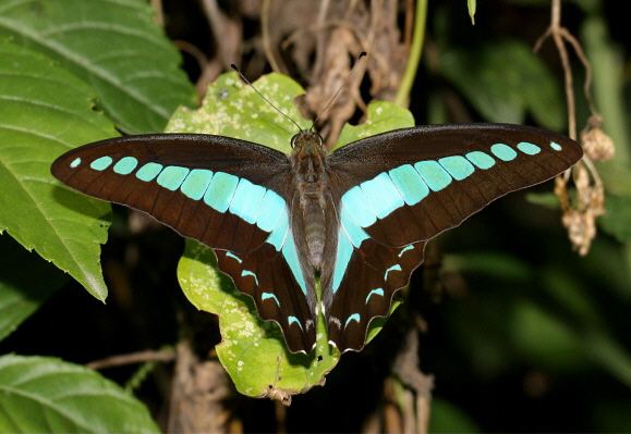 Graphium (butterfly) Butterflies of India Graphium sarpedon