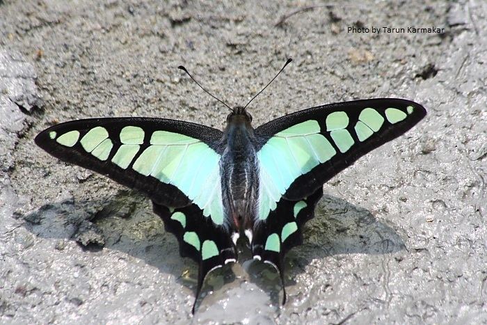 Graphium cloanthus Butterflies ltbrgt Papilionidae Swallowtails ltbrgt Subfamily