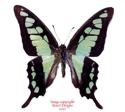 Graphium cloanthus Insect Designs Butterflies and Moths Papilionidae Graphium