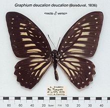 Graphium deucalion httpsuploadwikimediaorgwikipediacommonsthu