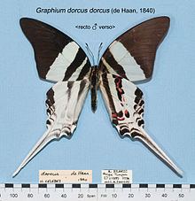 Graphium dorcus httpsuploadwikimediaorgwikipediacommonsthu