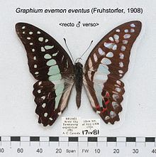 Graphium evemon httpsuploadwikimediaorgwikipediacommonsthu