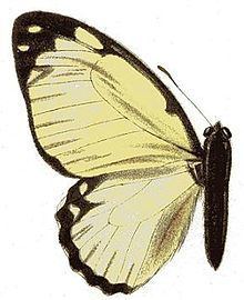 Graphium levassori httpsuploadwikimediaorgwikipediacommonsthu