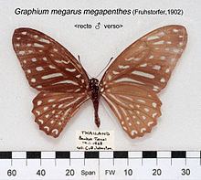 Graphium megarus httpsuploadwikimediaorgwikipediacommonsthu