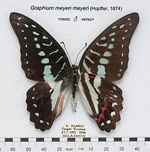 Graphium meyeri httpsuploadwikimediaorgwikipediacommonsthu