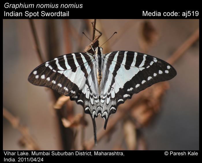 Graphium nomius Graphium nomius Spot Swordtail Butterflies of India