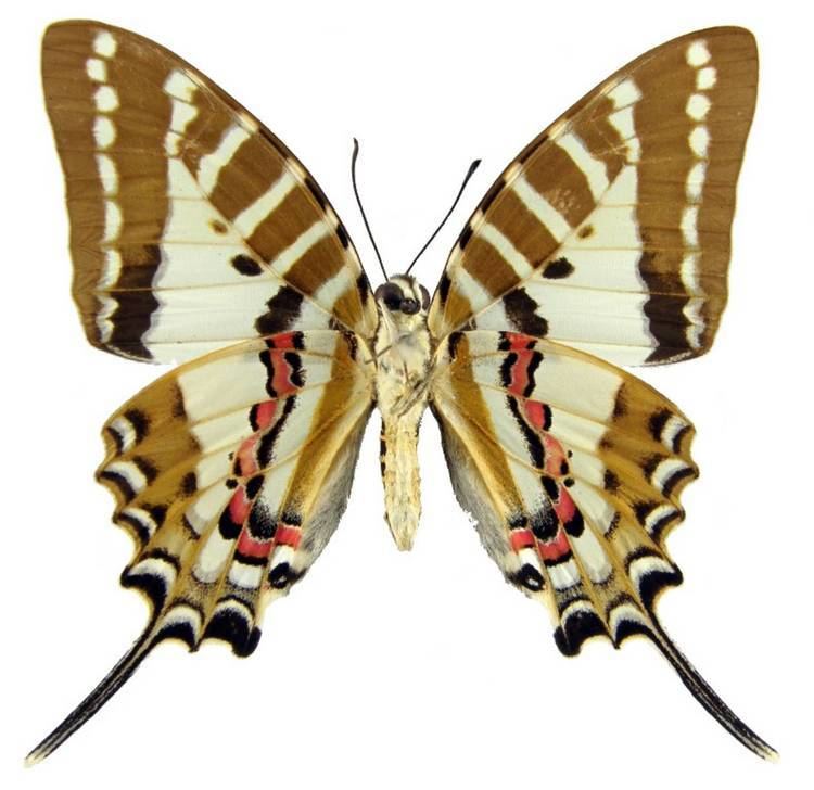 Graphium nomius ButterflyCornernet Graphium nomius Spot Swordtail