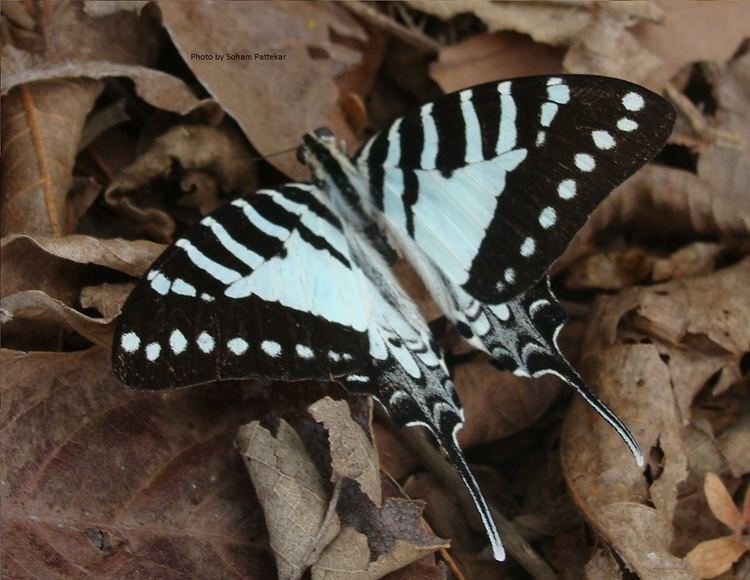 Graphium nomius Butterflies ltbrgt Papilionidae Swallowtails ltbrgt Subfamily