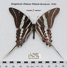 Graphium rhesus httpsuploadwikimediaorgwikipediacommonsthu