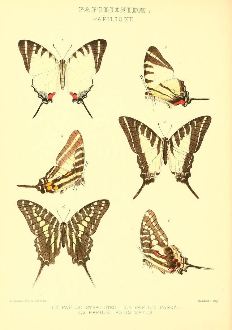 Graphium stratiotes - Alchetron, The Free Social Encyclopedia