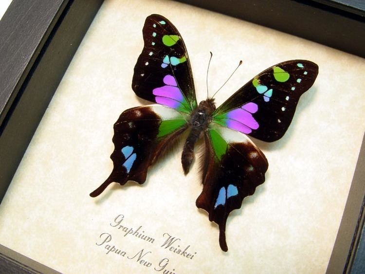 Graphium weiskei Graphium weiskei Real Butterfly Gifts Real Framed Butterfly