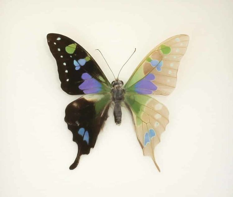 Graphium weiskei preserved insect specimen graphium weiskei descaled butterfly