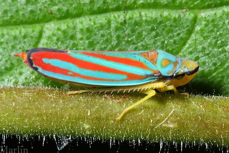 Graphocephala coccinea Redbanded Leafhopper Graphocephala coccinea Ninnescah Biology