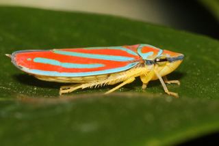 Graphocephala coccinea Graphocephala coccinea Redbanded leafhopper Discover Life