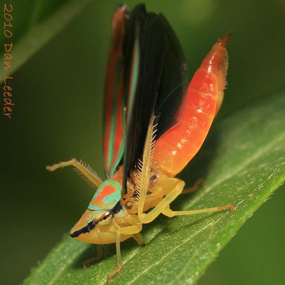 Graphocephala coccinea Redbanded Leafhopper Graphocephala coccinea BugGuideNet