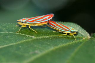 Graphocephala coccinea Graphocephala coccinea Redbanded leafhopper Discover Life