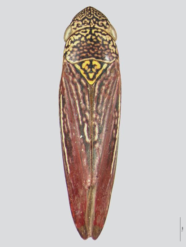 Graphocephala naturalhistorymuseumwalesacukImagesE000762jpg