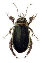 Graphoderus zonatus httpsuploadwikimediaorgwikipediacommonsthu