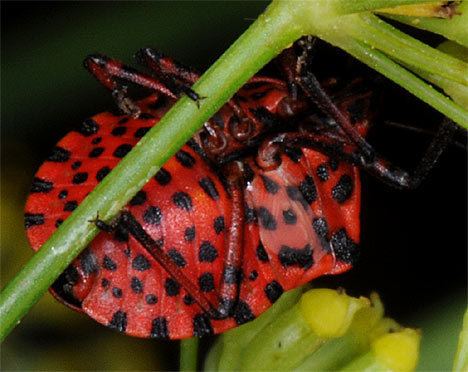 Graphosoma lineatum Graphosoma lineatum Graphosoma lineatum Red Black Bug Beetle Bugs