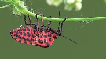 Graphosoma lineatum Graphosoma lineatum Wikipedia