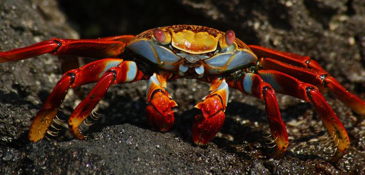 Grapsus grapsus Invertebrate of the Week 7 Sally Lightfoot Crab Grapsus grapsus