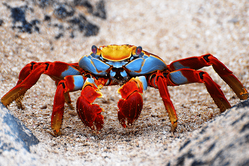 Grapsus grapsus Sally Lightfoot Crab Grapsus grapsus Our Wild World