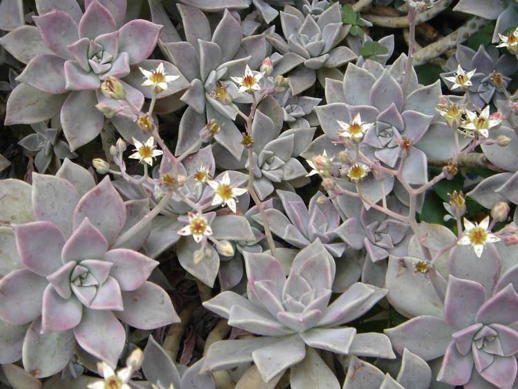 Graptopetalum 1000 images about Graptopetalum on Pinterest Chihuahua mexico
