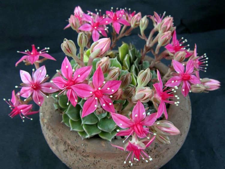Graptopetalum bellum Graptopetalum bellum Chihuahua Flower World of Succulents