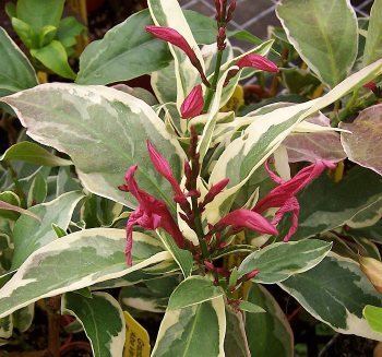 Graptophyllum 1000 images about graptophyllum on Pinterest Gardens Ea and Shrubs