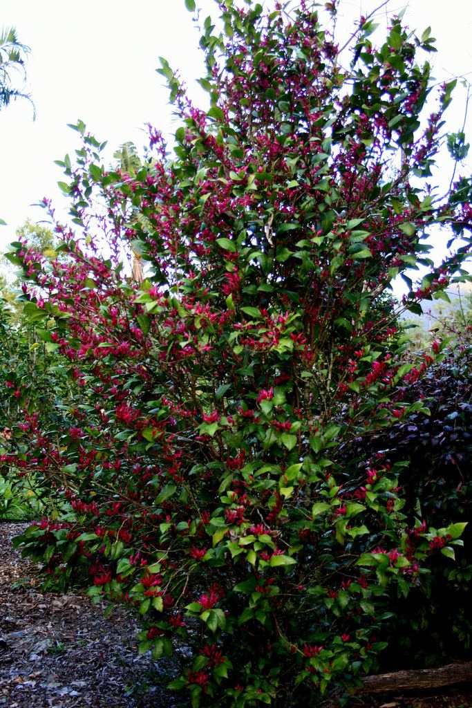 Graptophyllum ilicifolium Graptophyllum ilicifolium Holly Leaf Fuschia or Mt Black Flickr