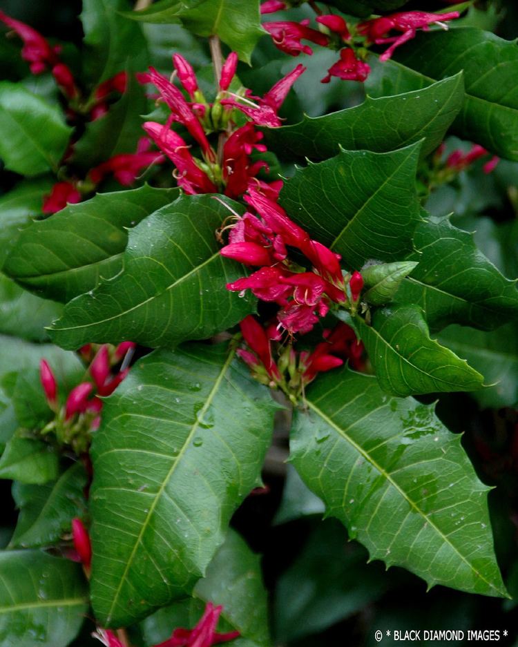 Graptophyllum ilicifolium Graptophyllum ilicifolium Holly Leaf Fuschia or Blackwoo Flickr