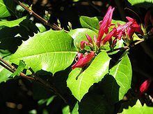 Graptophyllum ilicifolium httpsuploadwikimediaorgwikipediacommonsthu