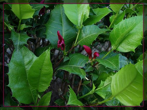 Graptophyllum ilicifolium Graptophyllum ilicifolium known as the Hollyleaf Fuchsi Flickr
