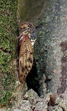 Graptopsaltria nigrofuscata httpsuploadwikimediaorgwikipediacommonsthu
