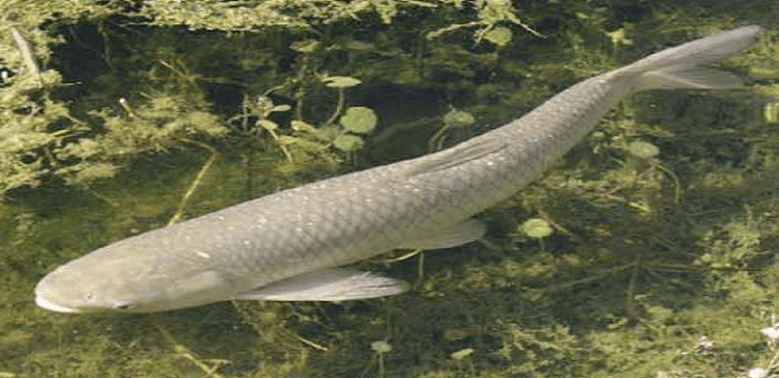 Image result for grass carp