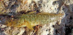 Grass goby Grass goby Wikipedia