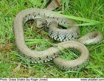 Grass snake Grass Snakes Natrix natrix UK Safari
