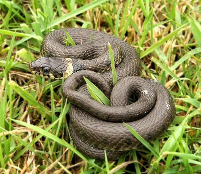 Grass Snake - Alchetron, The Free Social Encyclopedia