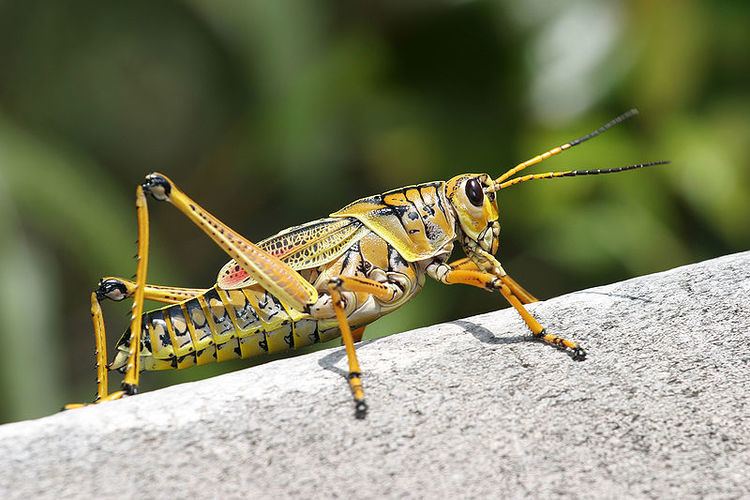 Grasshopper Picture 2 of 5 Grasshopper Caelifera Pictures amp Images Animals