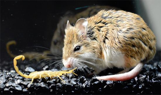 Grasshopper mouse This Mouse Turns Agonising Scorpion Venom Into A Painkiller