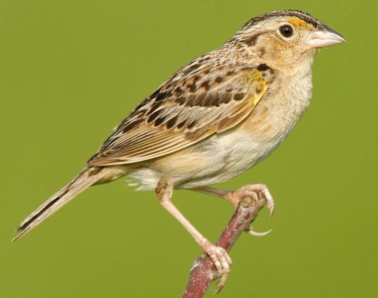 Grasshopper sparrow Free lecture at Deering Estate on Florida Grasshopper Sparrow